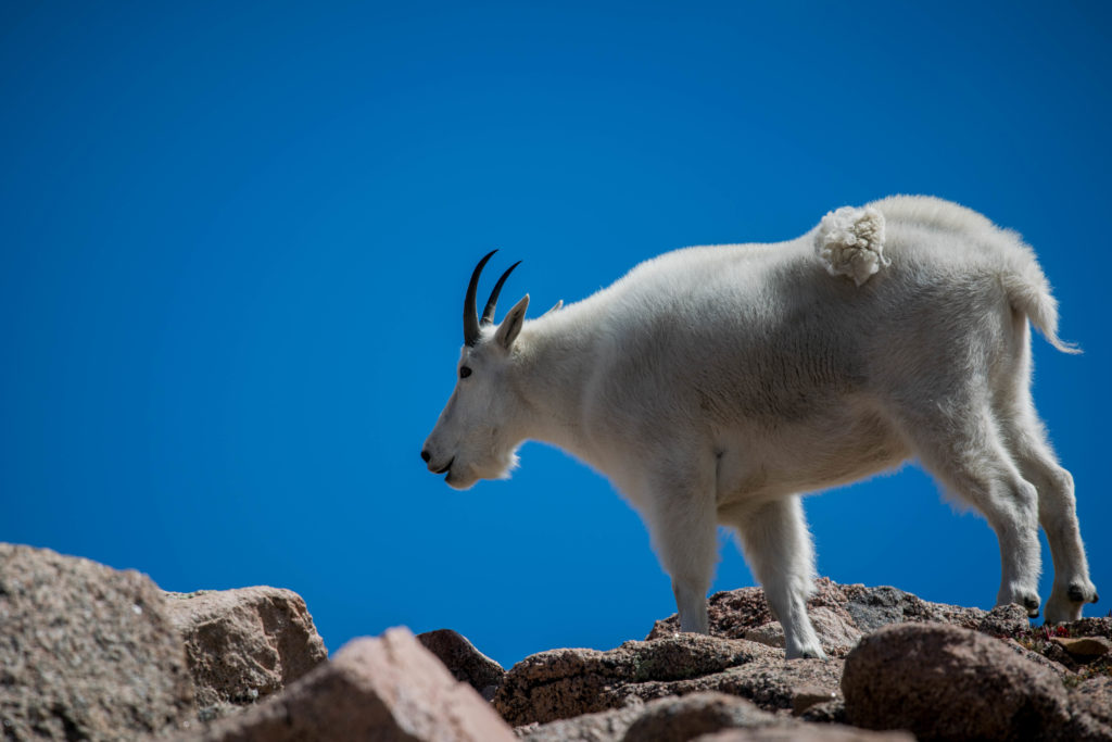 Mountain Goat