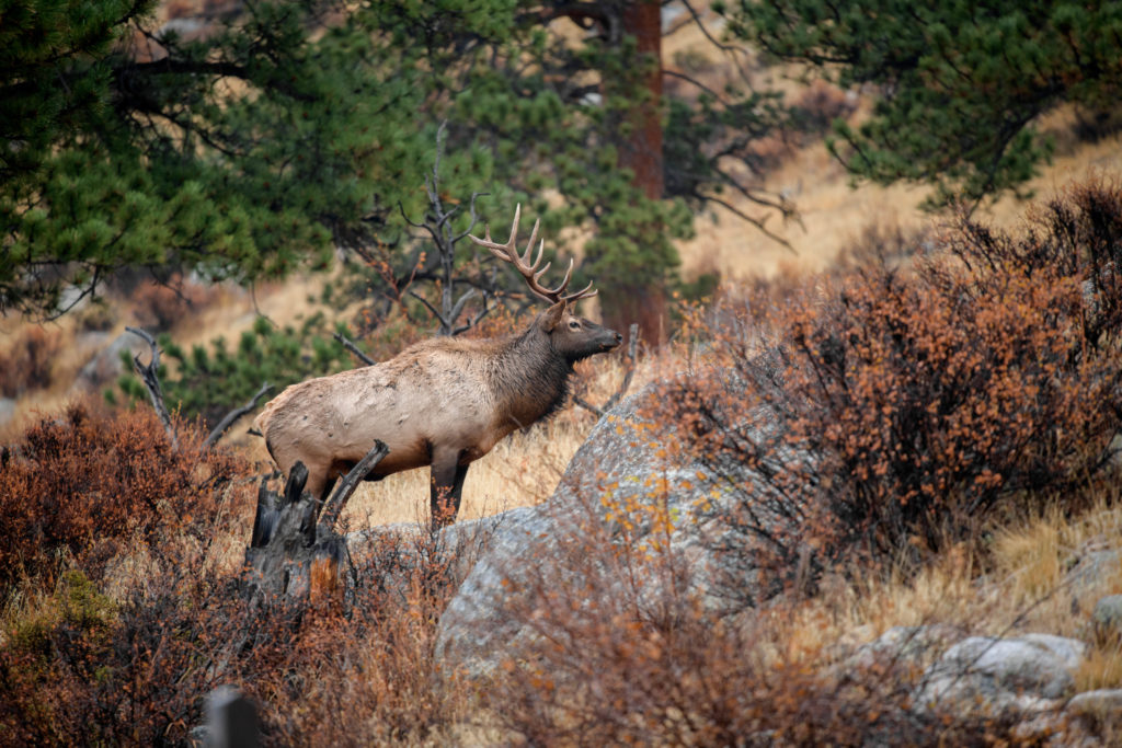 Elk