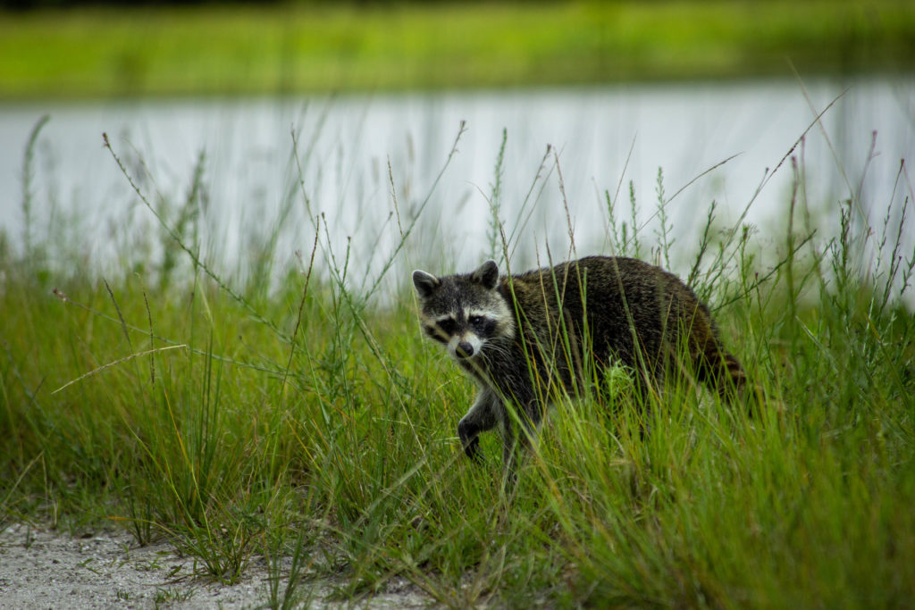 Raccoon